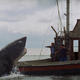 Image for article titled Jaws in 3D (Not Jaws 3D) Is Out This Weekend and Worth Your Time